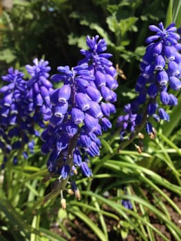 Deep blue barrels of a Grape Hyacinthon a green plant in nature