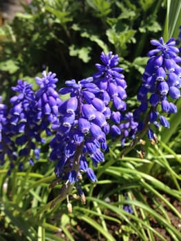 Deep blue barrels of a Grape Hyacinthon a green plant in nature