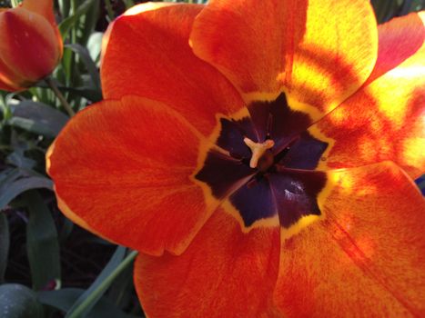 Orange and yellow tulip fully opened revealing a dark brownish center 