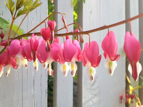 Pink and white bleeding heart flowers dangling in a row on a green branch