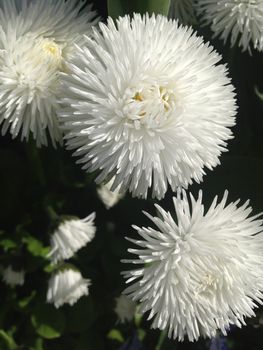 Tiny soft white petals of English daisy flowers in full bloom