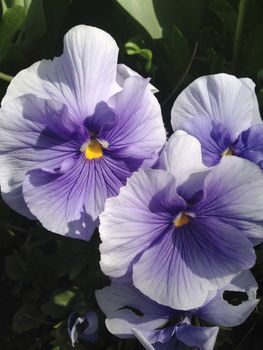 Light blue pansy flowers with darker blue middles and yellow centers