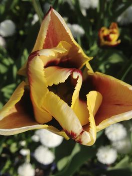 Yellow and red tulip flower partially opened