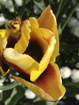 Yellow and red tulip flower partially opened 