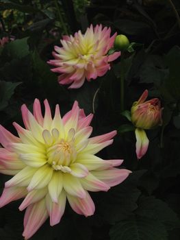 Pointy pink and yellow dahila flowers on the bush in nature