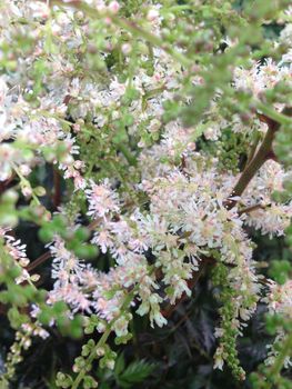 Fine white holodiscus flowers on a plant in nature