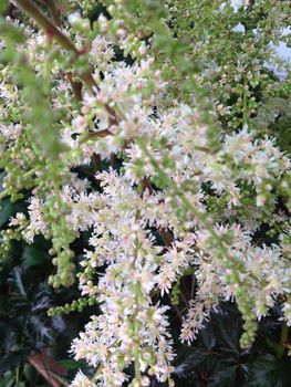 Fine white holodiscus flowers on a plant in nature