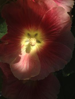 Red hollyhock flower in full bloom with a yellow center