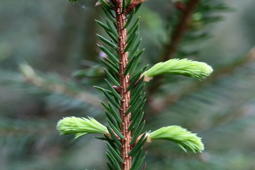 Macro photo of  fresh shoots of young spruce needles.