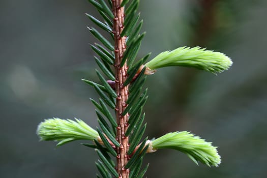 Macro photo of a fresh shoot of young spruce needles.