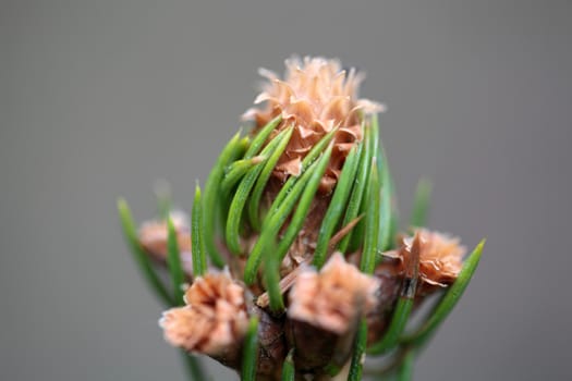 Macro photo of a fresh shoot of young spruce needles.