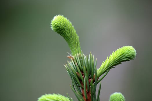 Macro photo of fresh shoots of young spruce needles.