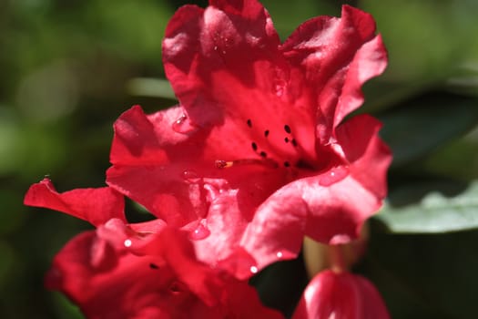 A macro photo of red Rhododendron flowers