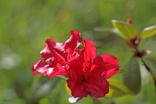 A macro photo of red Rhododendron flowers