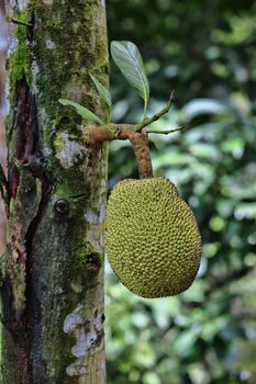 Breadfruit (Artocarpus altilis). This was photographed in Malaisia, Borneo.