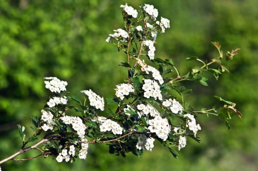 The hawthorn shrubs (Crataegus oxyacantha) flower healing.