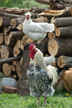 Big cock, little hen in the yard.