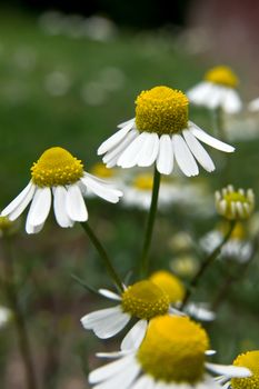 Chamomile flowers in the field of healing.