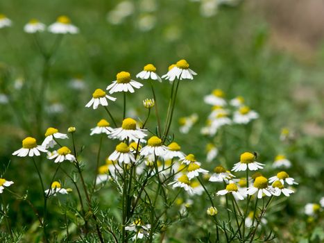 Chamomile flowers in the field of healing.