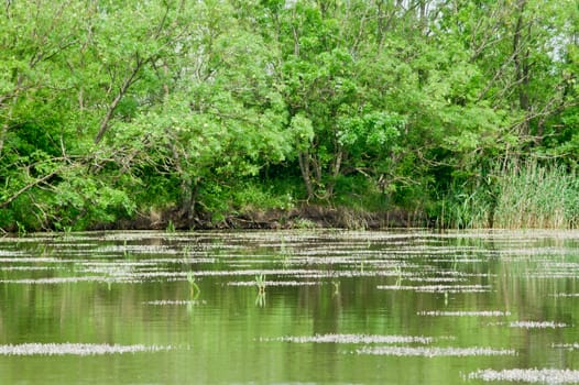 Spring forest and lakeside landscape with reeds.