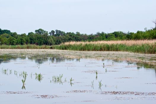 Spring forest and lakeside landscape with reeds.