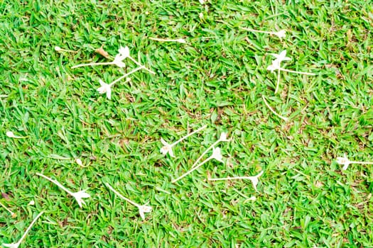 White Flower on a Green Football Grass Field Background