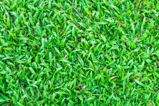 Landscape Green Golf Grass Field Background