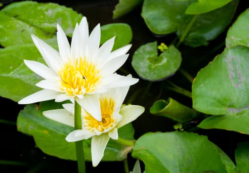 White Blossom Lotus Flower; Focused on Flower