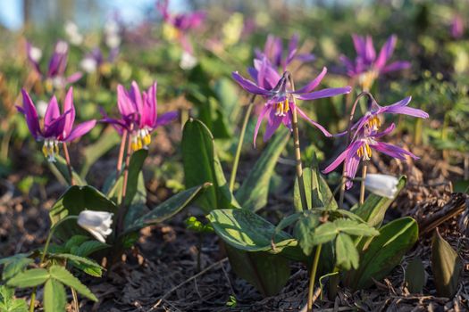 The Siberian primroses- Erythronium Sibiricum. Liliaceae. 