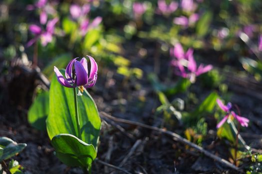 The Siberian primroses- Erythronium Sibiricum. Liliaceae. 