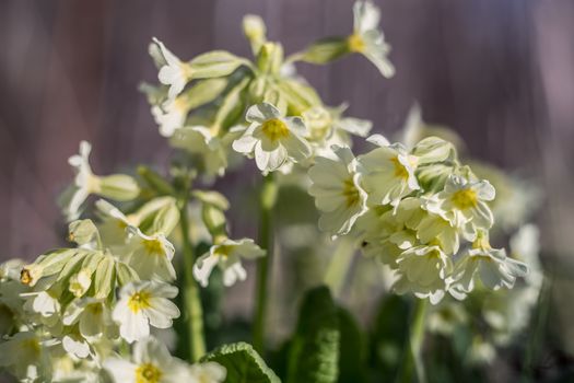 Cowslip Primula veris at a shallow depth of field