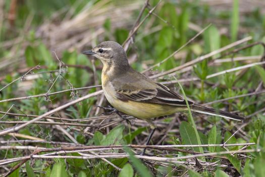 female Yellow wagtail (Wagtail Motacilla flava) sitting on the grass