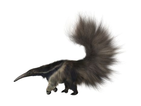 3D digital render of a giant anteater walking isolated on white background