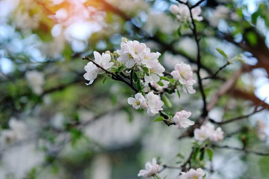 White tree flowers in spring garden close up