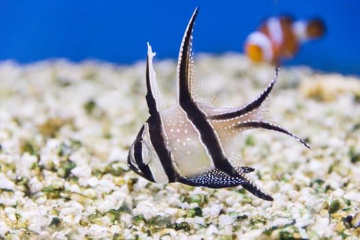 Photo of aquarium fish apogon pterapogon kauderni
