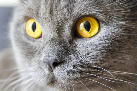 Photo of cat portrait with yellow eyes 