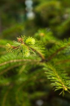 Pine tree green branch in spring