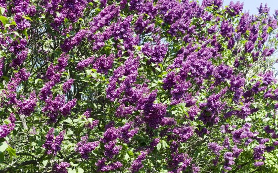 Bunch of violet lilac flower in sunny spring day in front of blue sky