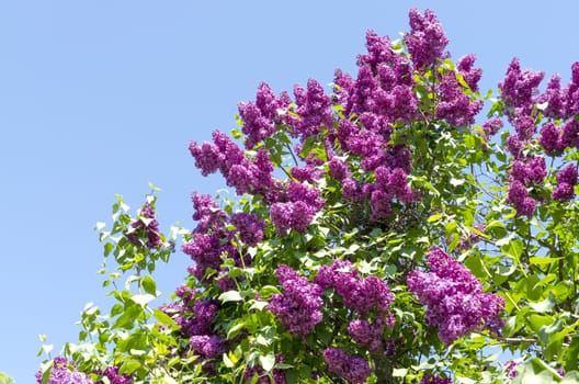 Closeup of blossomed lilac flower bushes against blue sky