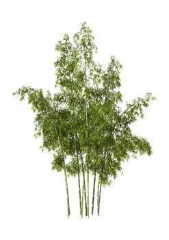 3D digital render of greeen bamboo trees isolated on white background