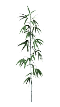 3D digital render of a green bamboo tree isolated on white background