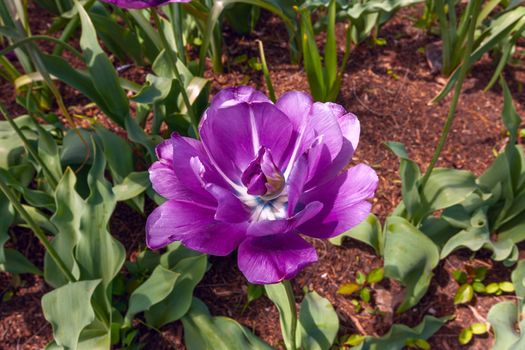 Purple tulip in Brooklyn Botanical Garden, Sakura Matsuri Festival