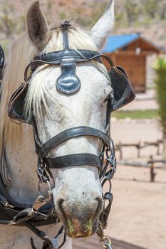 head of a white horse in a leather harness