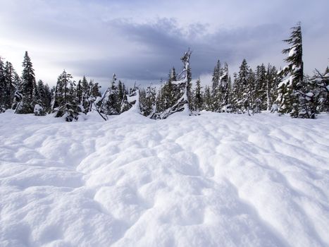 Snow in the forest, somewhere at Oregon