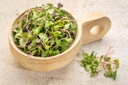 organic micro greens (kale, mustard, pea, herbs) on a  primitive wooden scoop against grunge bran wood