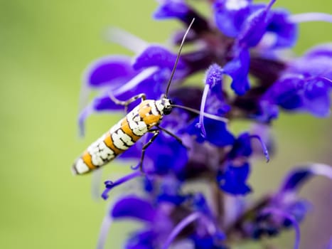 An insect closeup