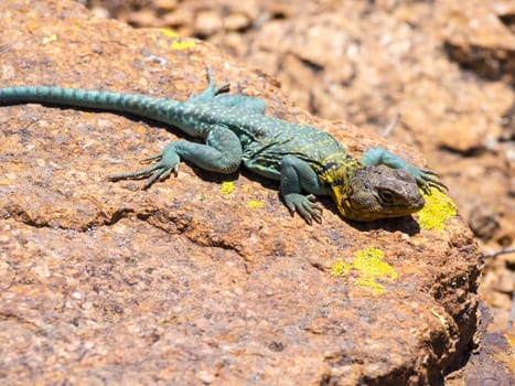 A lizard closeup