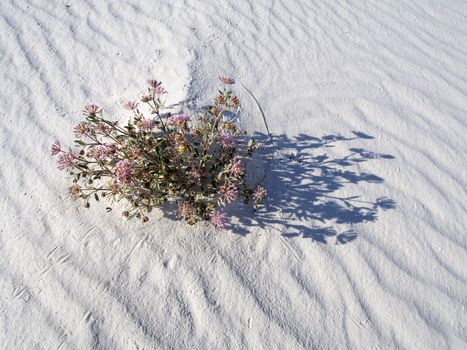 White Sand National Monument, NM