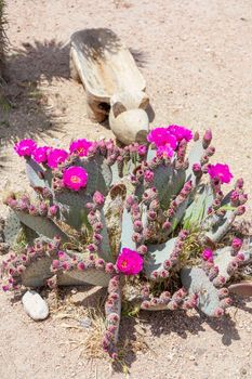 The flowering cactus on the sand background