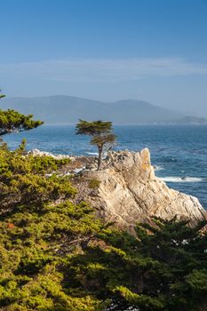 Island Coastline, Santa Cruz Island, Channel Islands National Park, California. pine on the background of the ocean 